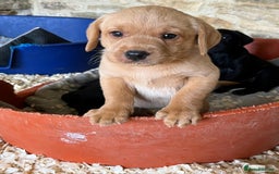 Labrador Retriever dogs for sale: Pedigree Labrador puppies - Image 1