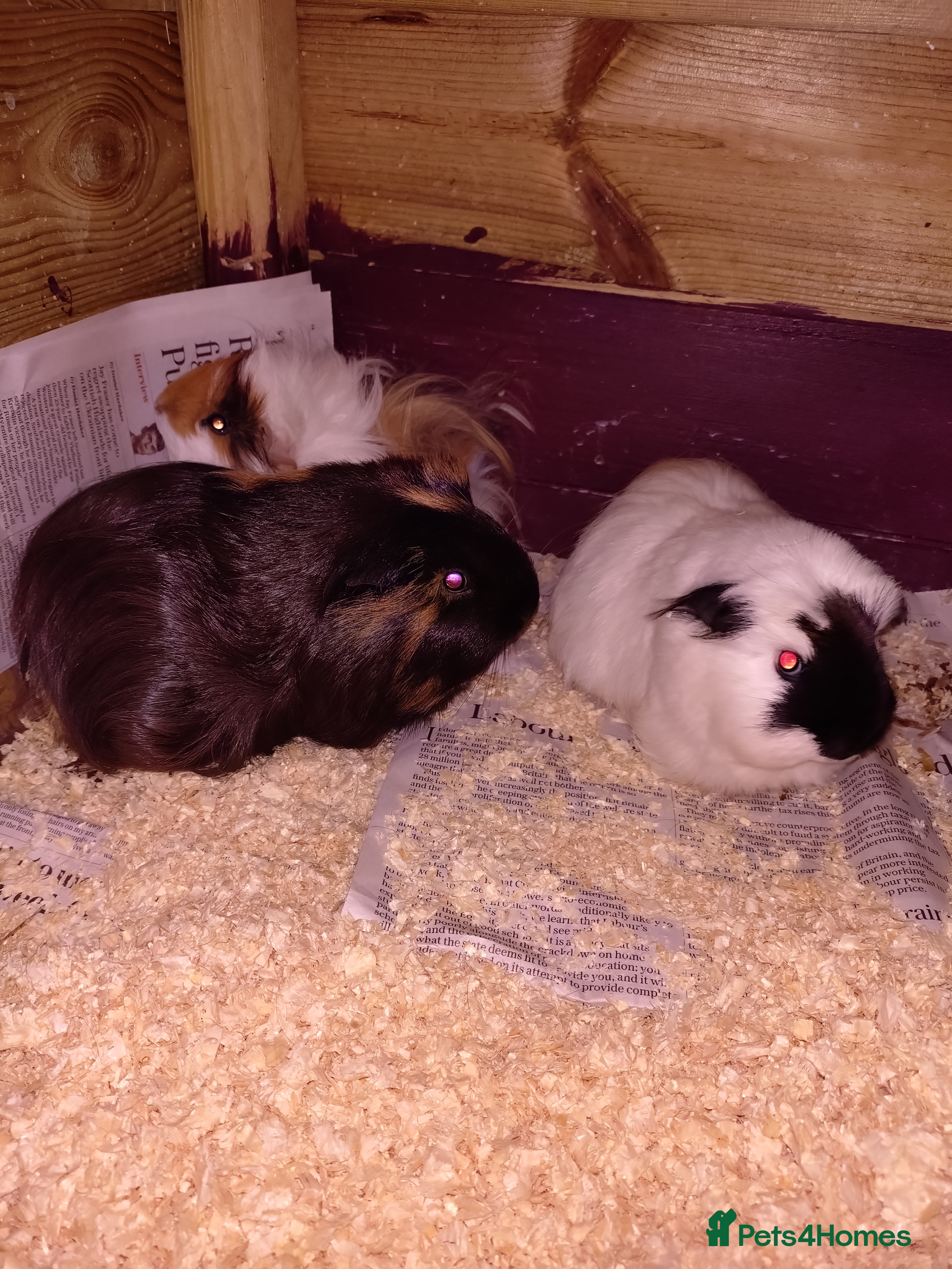 Guinea Pig rodents Lots to choose, Males and females adults aswell - Advert 3