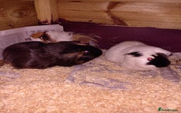 Guinea Pig rodents for sale: Males and females adults aswell - Advert 1