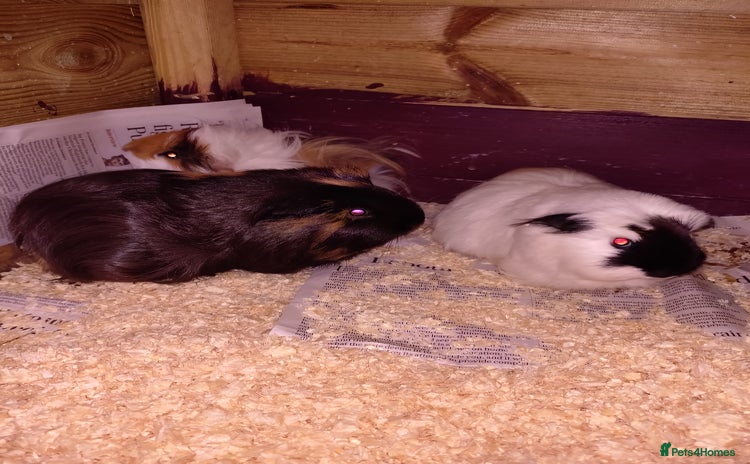 Guinea Pig rodents Males and females adults aswell - Advert 3