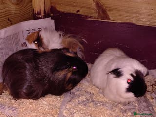 Guinea Pig rodents Lots to choose, Males and females adults aswell - Advert 17