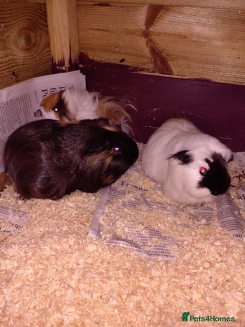 Guinea Pig rodents Males and females adults aswell - Advert 2