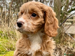 Cockapoo dogs Stunning F1 Cockapoo - Advert 2