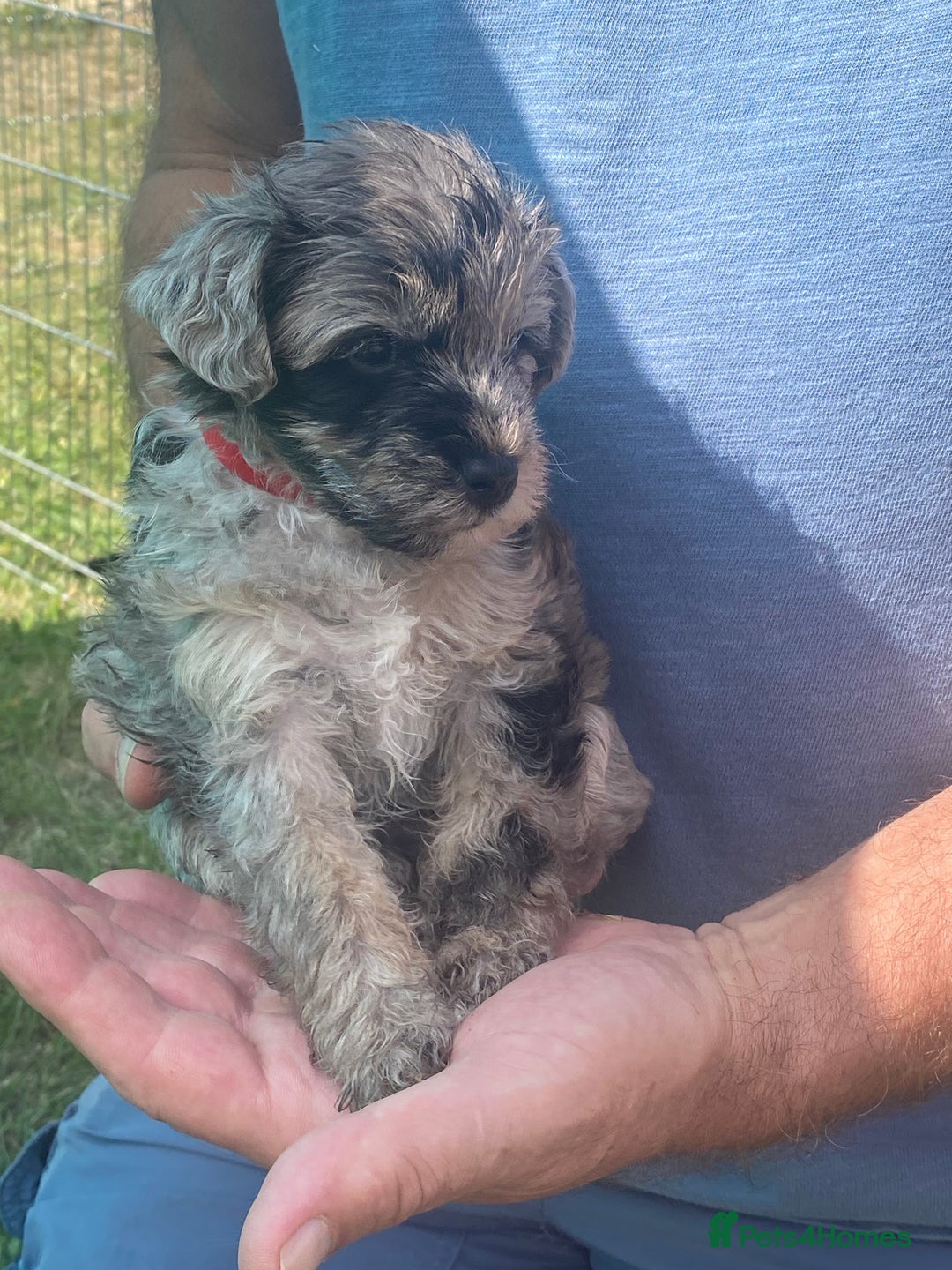 Yorkiepoo dogs for sale:  3 Adorable Little Girls - Yorkiepoos-F1  - Image 4