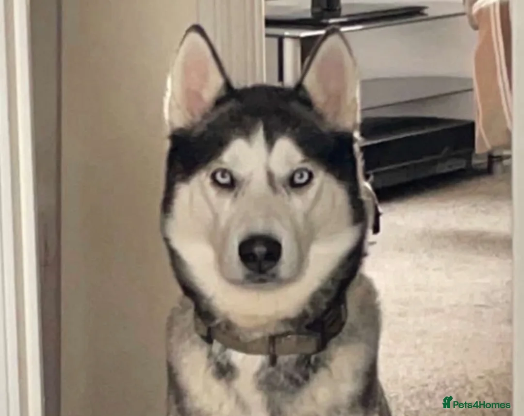 Siberian Husky dogs for stud: Siberian Husky for Stud in Prestonpans - Advert 2