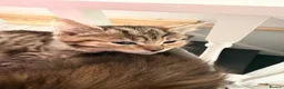 Mixed Breed cats for sale: Adorable fluffy kittens - Advert 11