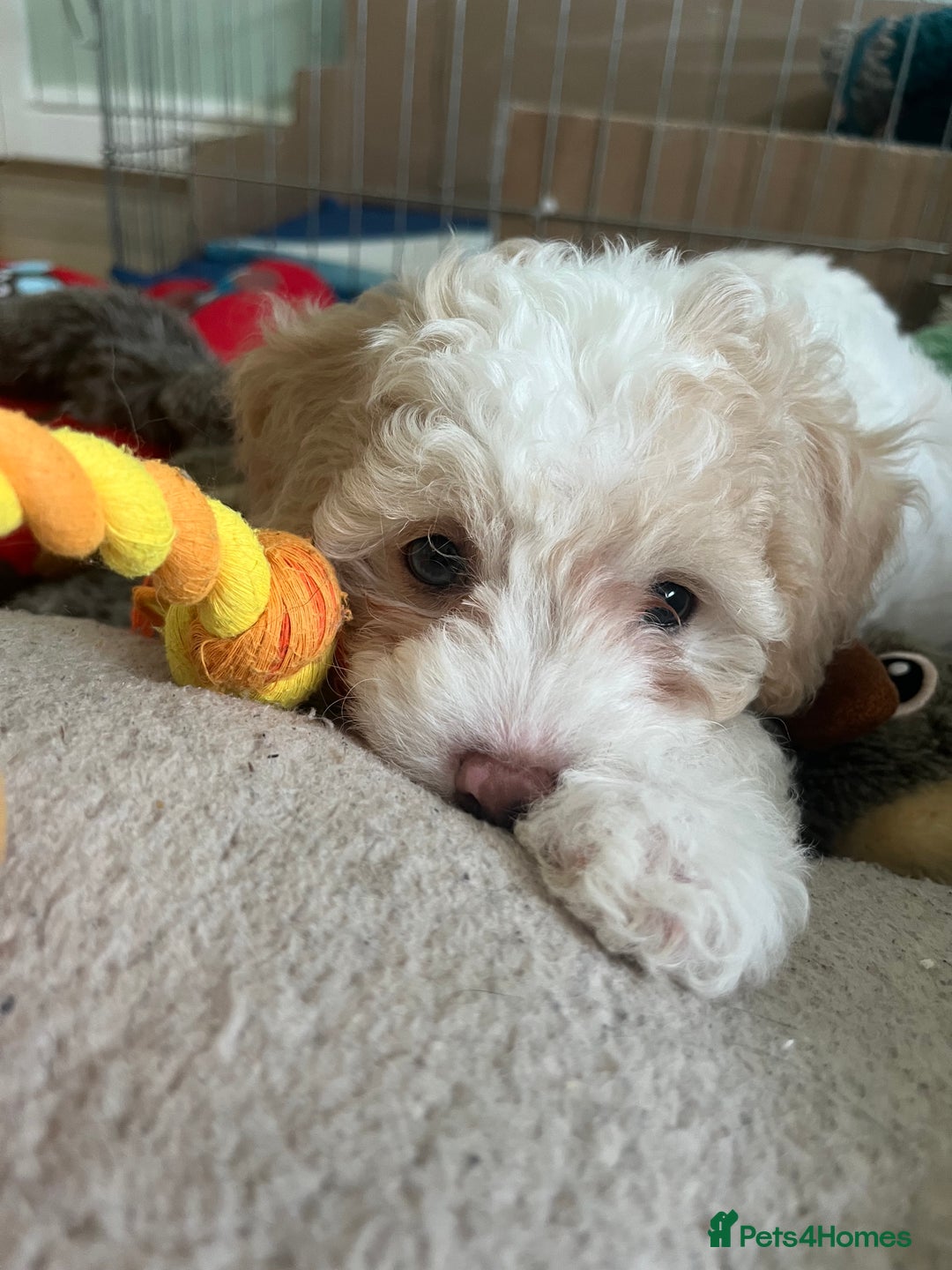 Mixed Breed dogs for sale: Male Maltipoo X Cavapoo - Image 3