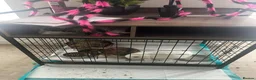 Mini Lop rabbits for sale: Two male rabbits  in Houghton le Spring - Advert 2