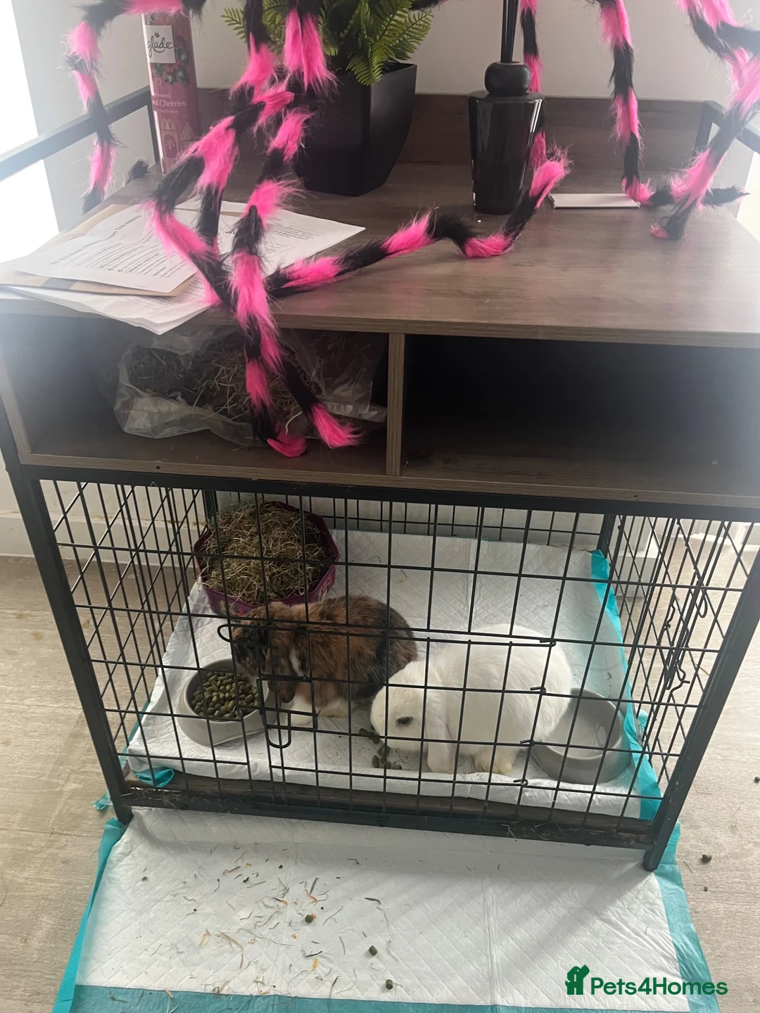 Mini Lop rabbits for sale: Two male rabbits  in Houghton le Spring - Advert 2