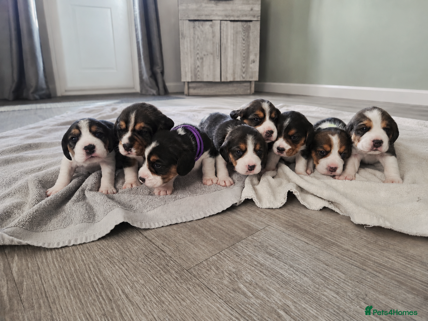 Beagle dogs Kc registered beagle puppies 🐶  - Advert 1