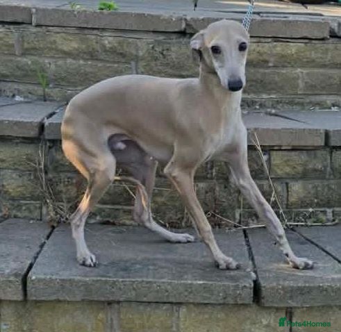 Italian Greyhound dogs Kennel Club Reg. Ready 29 July - Advert 12