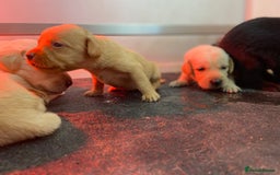 Labrador Retriever dogs for sale: Labrador pups  - Image 23