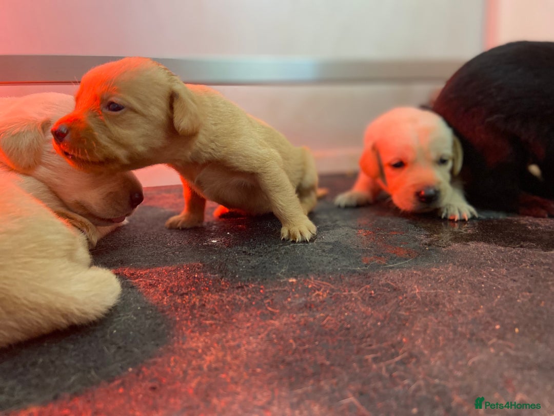 Labrador Retriever dogs for sale: Labrador pups  - Image 23