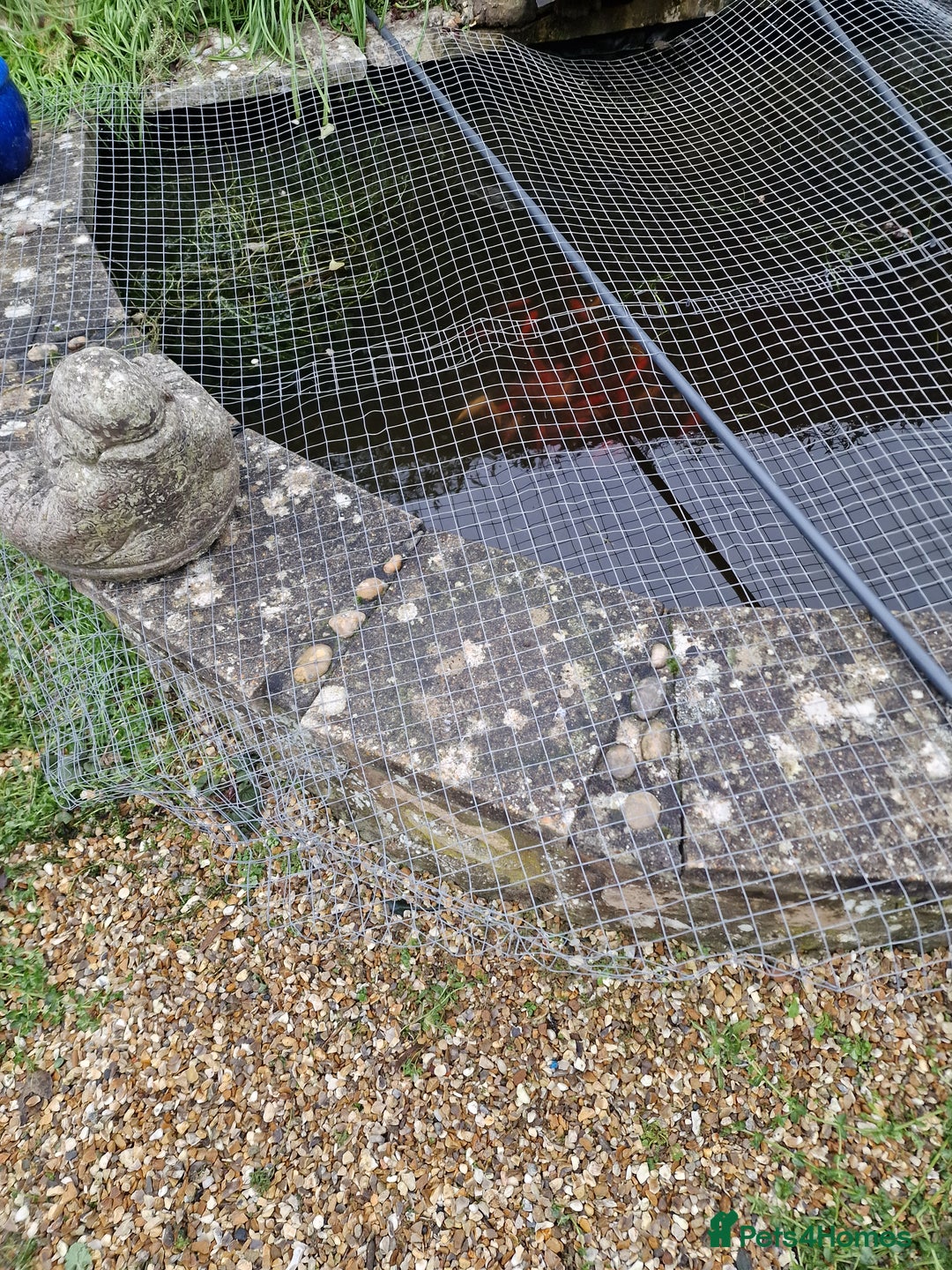 Pond Fish fish for sale: Assorted Pond Fish - Advert 3