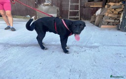 Mixed Breed dogs for adoption: Meet BLUE !  A lovely young boy, for a Loving Home - Image 30