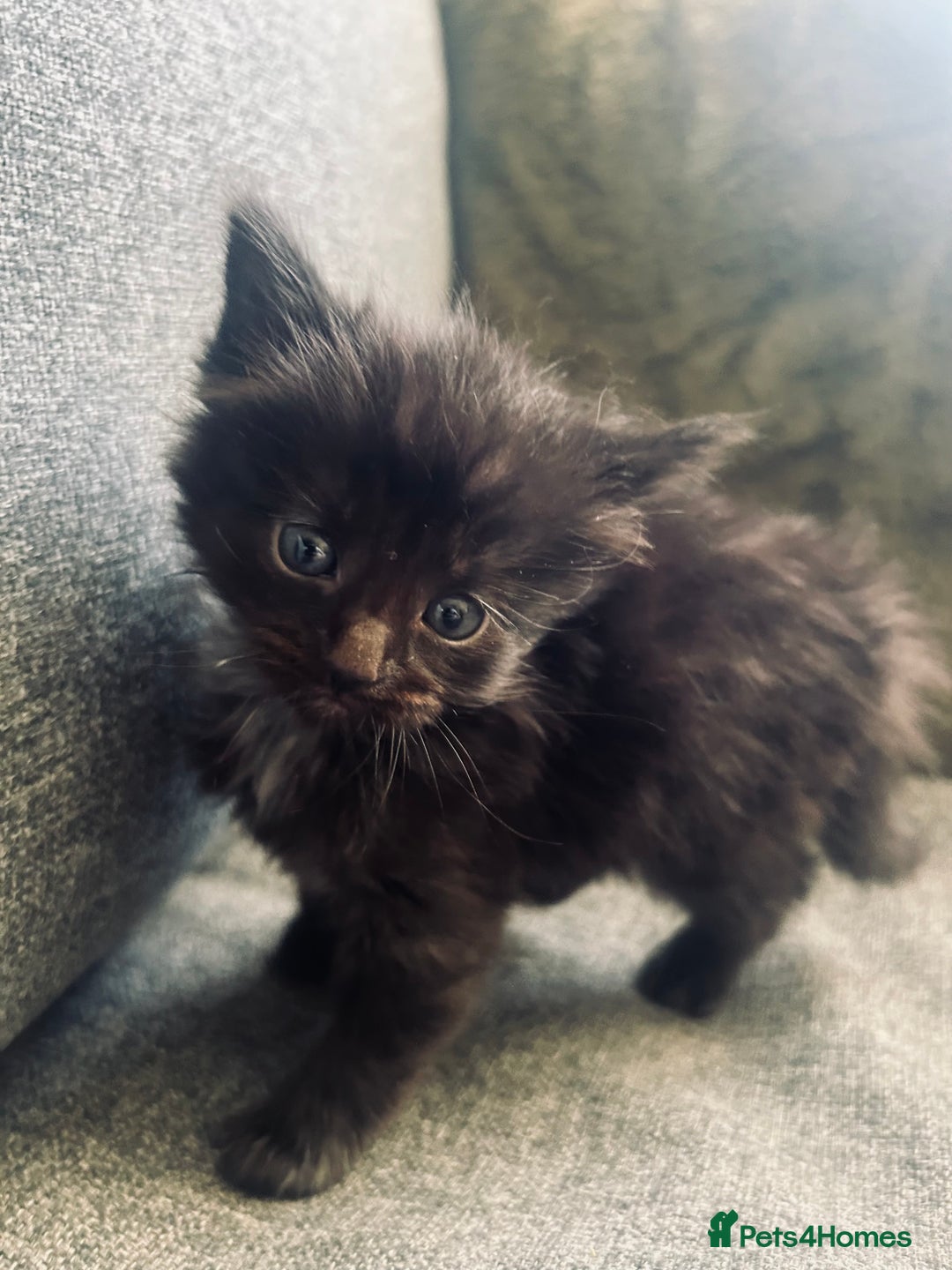 Mixed Breed cats for sale: 3 Adorable Female Kittens - Advert 5