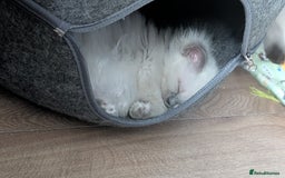 Ragdoll cats for sale: 5 Ragdoll Kittens for Sale - Image 24