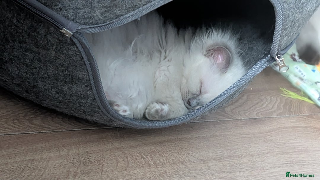 Ragdoll cats for sale: 5 Ragdoll Kittens for Sale - Image 24