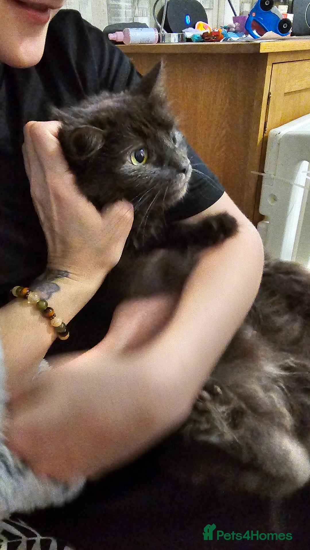 Mixed Breed cats for sale: Beautiful maine coon cross - Advert 2