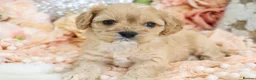 Cavapoo dogs for sale: *HEALTH TESTED*  F1 Cavapoos - Advert 8