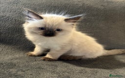 Ragcoon cats for sale: Stunning Maine Coon x Ragdoll kittens - Image 10