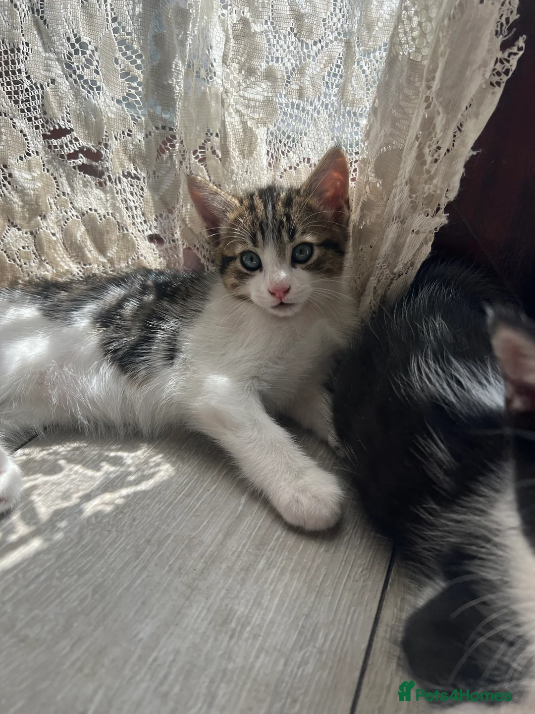 Mixed Breed cats for sale: kitten for sale  in London - Advert 2