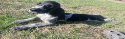 Mixed Breed dogs for sale: KC Basset Hound x KC German Shorthaired Pointer  - Advert 5