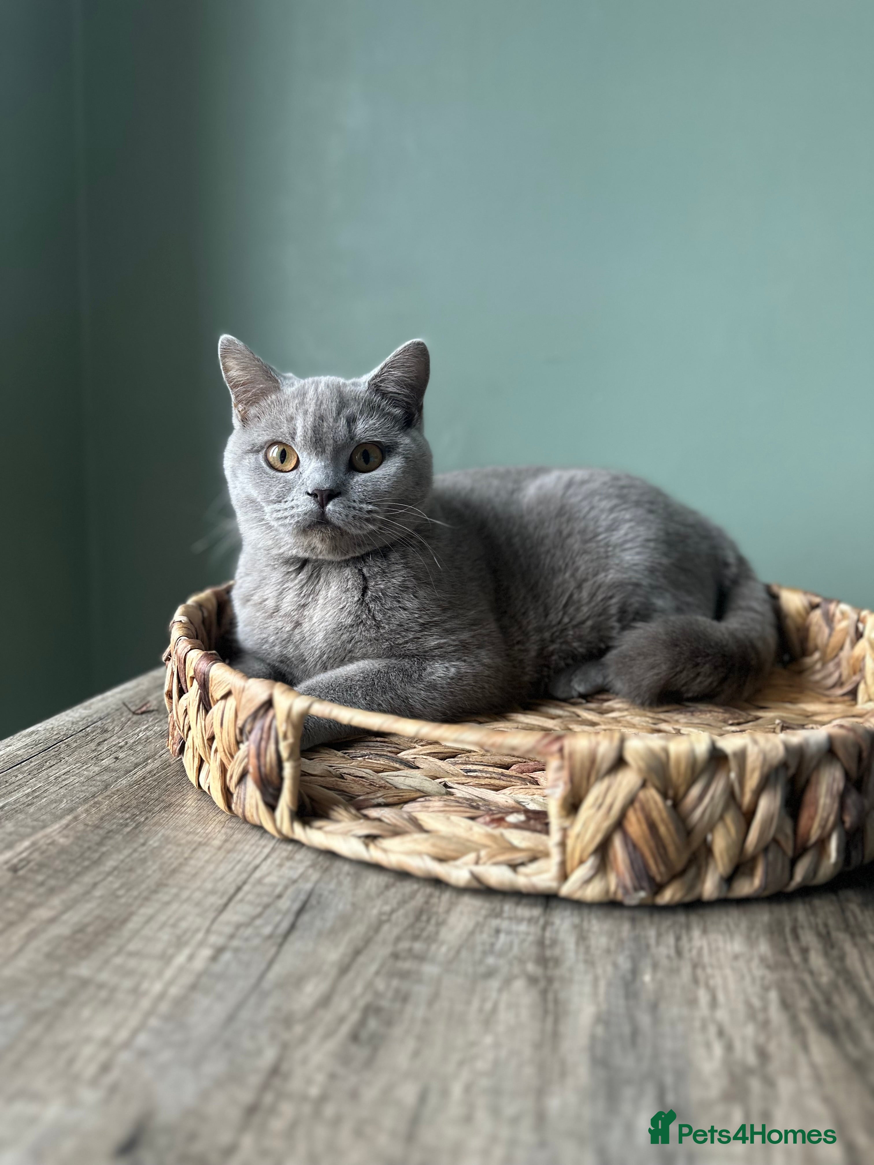 British Shorthair cats 1 year old Beautiful female British shorthair - Advert 18