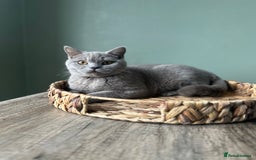 British Shorthair cats for sale: 1 year old Beautiful female British shorthair - Image 1