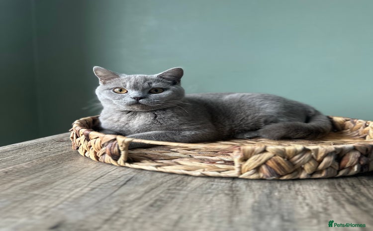 British Shorthair cats - Advert 2