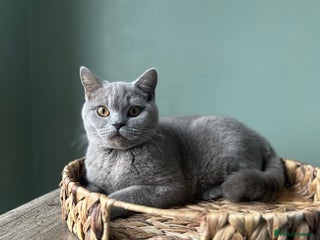 British Shorthair cats 1 year old Beautiful female British shorthair - Advert 1