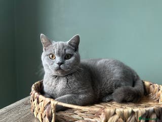 British Shorthair cats 1 year old Beautiful female British shorthair - Advert 11