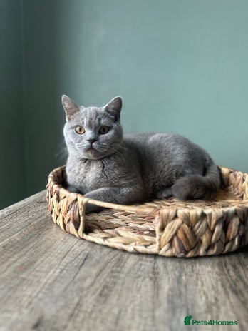 British Shorthair cats 1 year old Beautiful female British shorthair - Advert 1