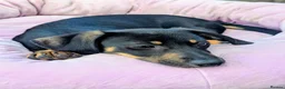 Miniature Dachshund dogs for sale: Miniature Dacshund Puppy Available - Advert 4