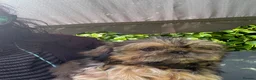 Shih Tzu dogs for sale:  Beautiful ShihTzu, open to sensible offers.  - Advert 24