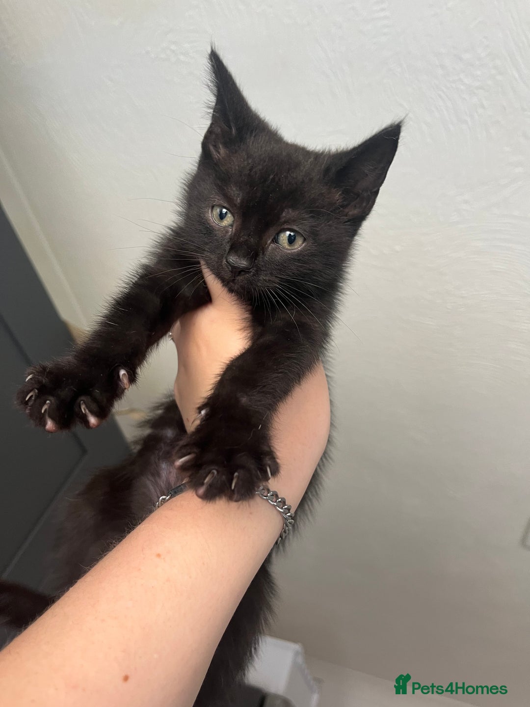 Mixed Breed cats for sale: Beautiful kittens for sale - Image 4