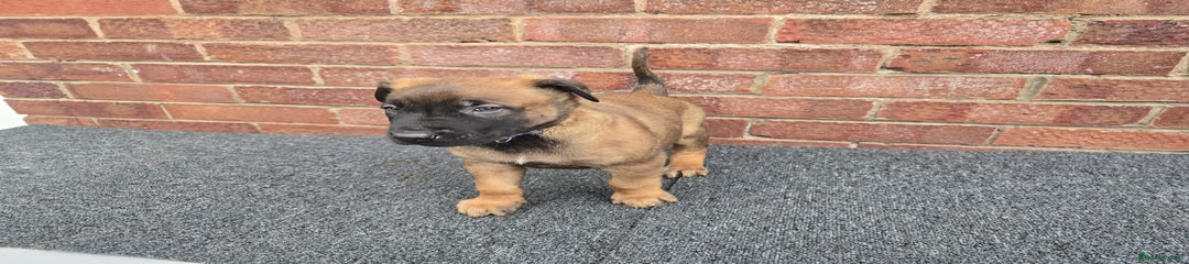 Belgian Shepherd Dog Puppy 8