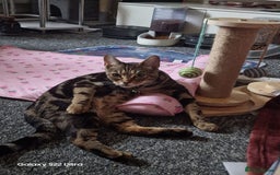 Bengal cats for sale: Beautiful female cat  - Image 2