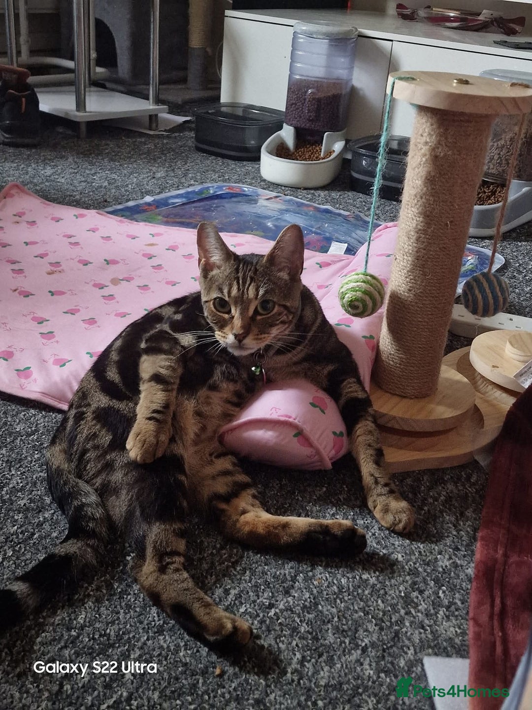 Bengal cats for sale: Beautiful female cat  - Image 2