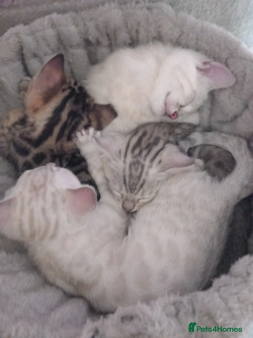 Bengal cats for sale: Bengal Kittens in Langport - Advert 2