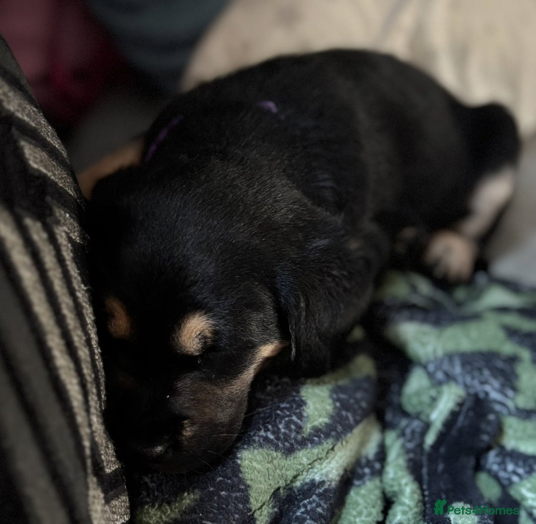 Goldador dogs for sale: Stunning Black Lab/Golden Retriever Puppies - Advert 24