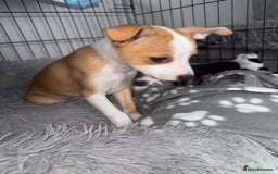 Mixed Breed dogs for sale: 2 MALEs LEFT. Ready to leave. Jack Russell cross - Image 4