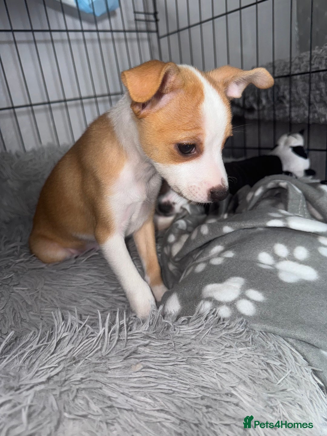 Mixed Breed dogs for sale: 2 MALEs LEFT. Ready to leave. Jack Russell cross - Image 4