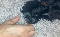Cavapoo dogs for sale: Phantom Toy cavapoo puppies  - Image 11