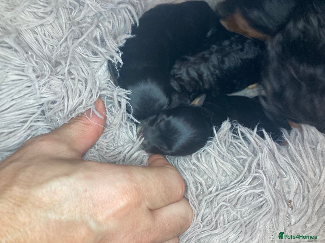 Cavapoo dogs for sale: Phantom Toy cavapoo puppies  - Image 11