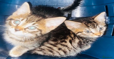 Mixed Breed cats - Advert 11