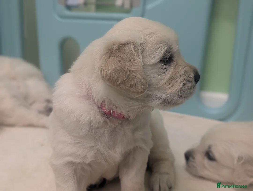 Golden Retriever dogs for sale: 🐾6  Golden Retriever Puppies! 🐾 - Advert 36