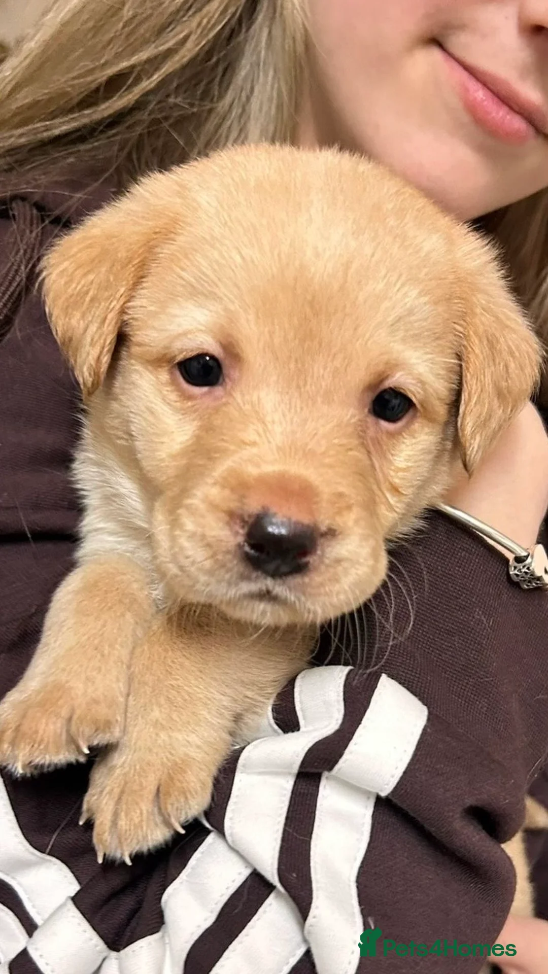 Labrador Retriever dogs for sale: * SOLD * Stunning litter of 9 golden labradors  - Advert 29