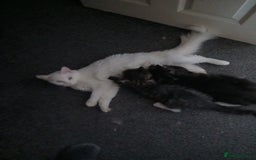 Maine Coon cats for sale: Maine Coon male kitten - Image 3