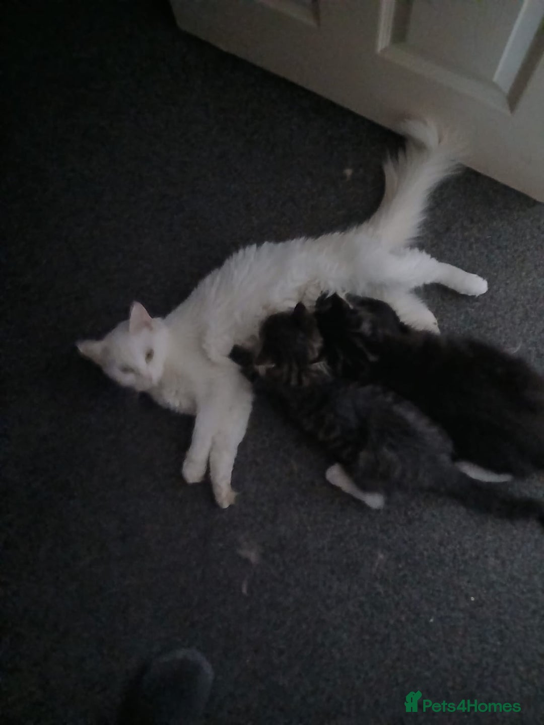 Maine Coon cats for sale: Maine Coon male kitten - Image 3